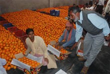 Trained persons from the states of UP and Bihar engaged in packing quality kinnows at a grading and waxing unit in Abohar. 