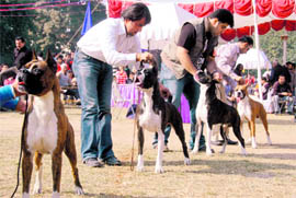 Dogs lined up at the 40th and 41st All-India Dog Show at Dehradun on Sunday.