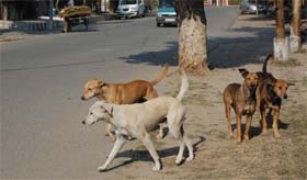  Photo: Vishal Kumar
