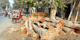Logs lying on Madan Gopal Road causing inconvenience to the common man in Fazilka.