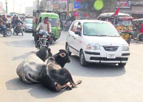Stray cows squat on a busy road near the bus stand in Hisar