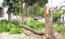 The tree that was axed in the I-block of BRS Nagar in Ludhiana.