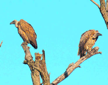 The population of white-backed vultures has declined by more than 99.9 per cent and of long-billed and slender-billed by more than 97 per cent in the last 15 years