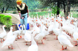 Indian geese gather around an employee of the Chattbir Zoo for food on Monday.