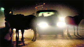 A file photo of cattle moving on a road in Chandigarh during night.