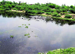 The polluted Saraswati drain in Polar village of Kaithal district