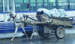 Horse cart riders shield themselves from the rain in an east Delhi area on Tuesday morning.