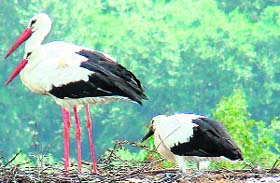 White stork in the Chila forest