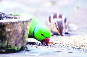 Camaraderie: A parrot and a squirrel share lunch on a warm Thursday afternoon in Chandigarh