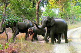 A herd of elephants in the Tibdi forest area on Wednesday.