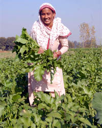 A beaming woman poses with a bunch of leaves from the mustard crop at her field in Jalandhar.