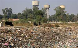 Garbage dumped next to filtration plant near Model Town in Bathinda. 