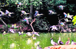 Migratory birds have arrived in large number at Sukhna Lake this year as well.