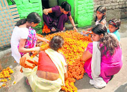 Members of a family make marigold garlands in Dehradun. A Tribune photograph
