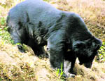 Himalayan black bear