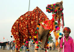 A boy with his camel on the opening day of the animal fair in Bathinda on Saturday. A Tribune photograph