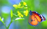 A butterfly sucks nectar from a flower in the fields in Gurgaon.