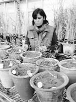 A biotechnologist examines genetically modified chickpea plants at Haryana Agricultural University in Hisar.