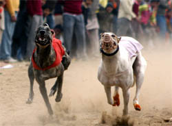 Hound race in progress. A Tribune photograph