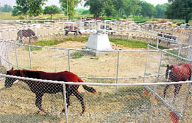 One of the few farms that has survived bad economics.
