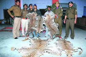 The police with two accused caught with leopard skins in Haridwar
