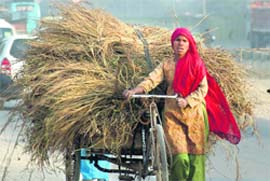 Shouldering familys burden: A woman pulls a rickshaw stacked with fodder in Gurgaon. 