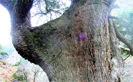 An ancient deodar tree documented by an Earthstation team in the Kugti area.