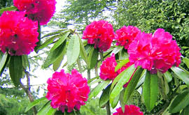 Rhododendrons in full bloom.