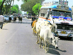 With stray cattle roaming around on the roads, motorists have a tough time travelling in Udhampur.