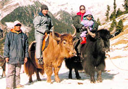 Tourists atop yaks at Snow Point in Gulaba, near Manali