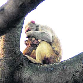 A monkey attends to her child at Sultanpur wetland near Gurgaon