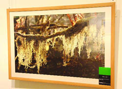 A photo of moss on a tree clicked by Mahesh Nair on display in the exhibition