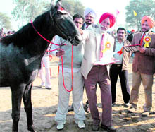 A horse at the animal fair in Charik village in Moga district on Saturday