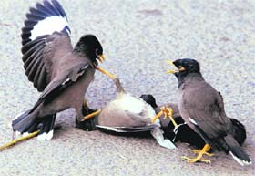 PINNED DOWN: Birds engaged in a free-for-all fight in Chandigarh