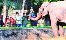 A jumbo in a playful mood at Chhat Bir Zoo