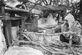 A labourer crushes sugarcane to prepare jaggery in Mohali