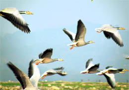 Bar-headed geese take a flight at Pong Dam lake.
