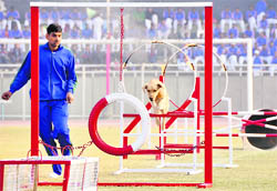 A dog show in progress during the opening ceremony of the 60th Pearls Senior Basketball Championship at the Guru Nanak Stadium in Ludhiana on Sunday