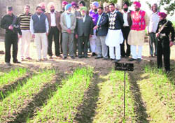 Farmers and experts visit a field at Aluna Pallha near Ahmedgarh. 