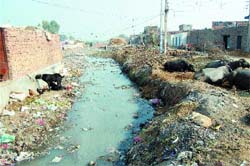 The Verka drain passing through Ward 16 in Amritsar makes people prone to water-borne diseases