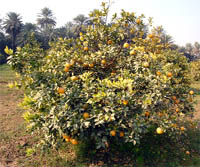  Grape fruit plants at the regional centre of the PAU at Abohar;