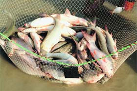 For the proper development of aquaculture there is need for trained manpower which makes this sector an excellent career choice