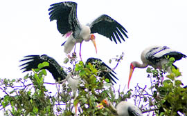 Migratory birds seem to begin the new year on high note.