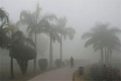 Dense fog in Bathinda on Staurday.