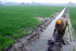 Rain has brought cheer in the countryside as a farmer irrigates a wheat field near Bathinda on Sunday.