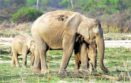 Elephants roam around in the forests of Uttarakhand.