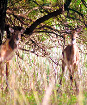 Deer spotted in the forest area of the Sultanpur wetland in Gurgaon.