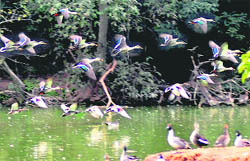 A file photo of migratory birds at the Chhatbir zoo.