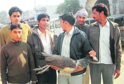 Concerned citizens hold a peacock which died after touching a high-tension wire in the Ahirwal region.