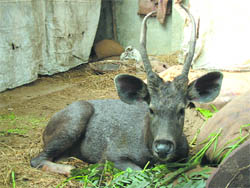 A rescued baby sambar recuperates at the animal shelter run by the People For Animals at the Police Lines in Jalandhar.